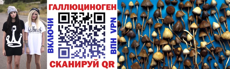 цены   Тобольск  Галлюциногенные грибы Cubensis 